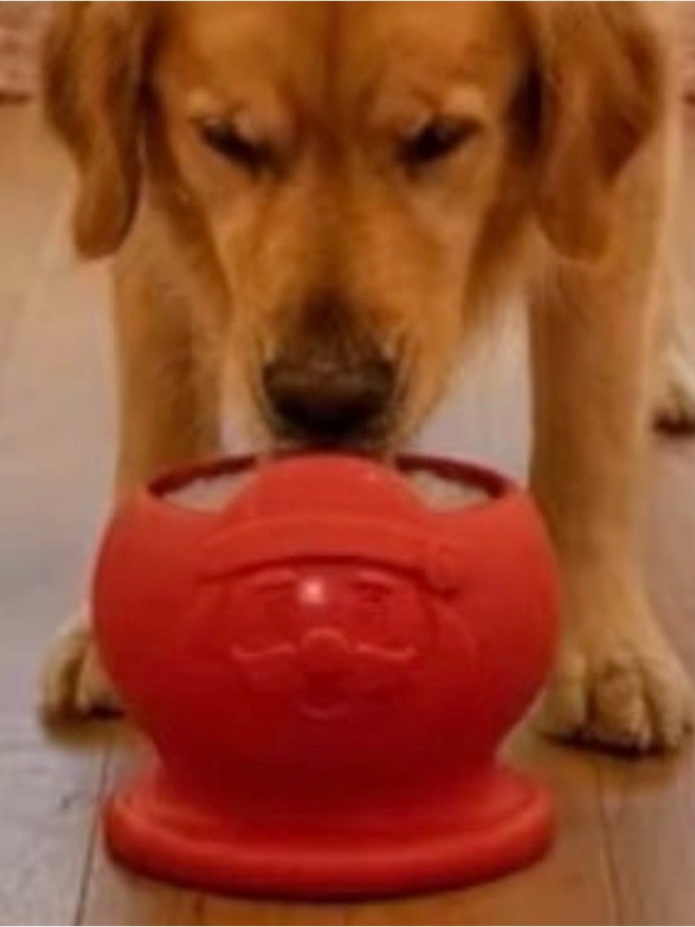 Freezbone Freeze Santa NEW up to 140 pounds